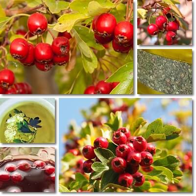 Hawthorn tea benefits