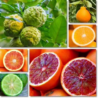 Types of oranges