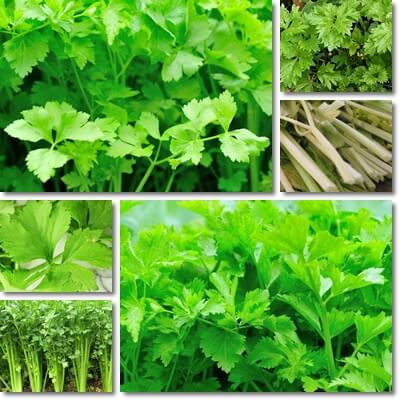 Chinese celery