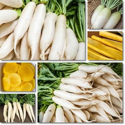 Daikon radish