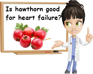 Hawthorn benefits for congestive heart failure