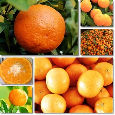 benefits of tangerine in pregnancy