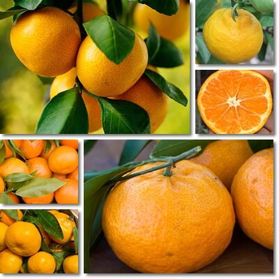 Satsuma orange