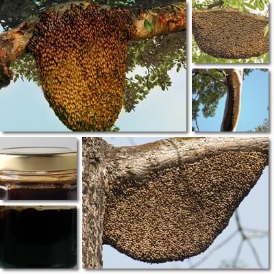 Tualang honey benefits