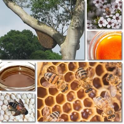 Tualang vs Manuka honey benefits