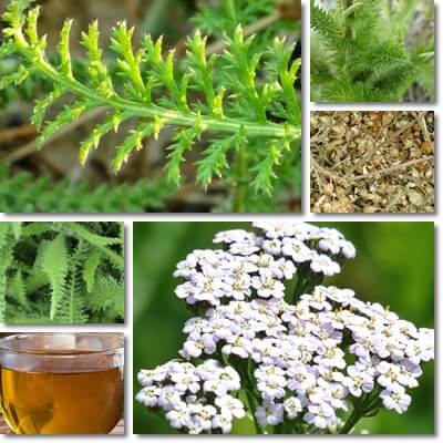 Yarrow tea