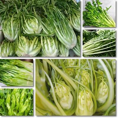 Asparagus chicory