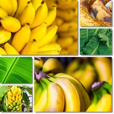 Banana facts
