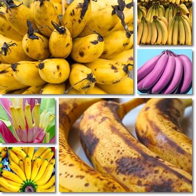 Bananas benefits