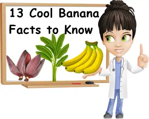 Bananas facts