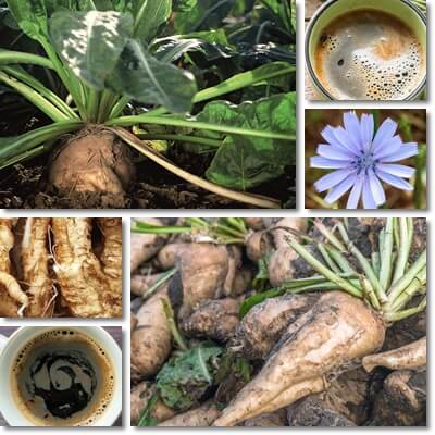 Chicory coffee benefits