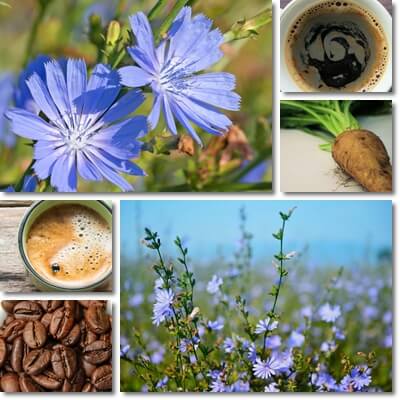 Chicory coffee