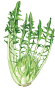Chicory puntarelle