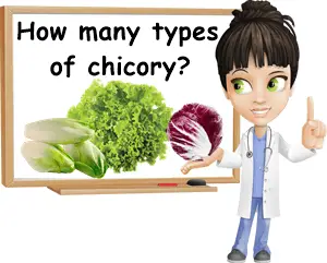 How many types of chicory