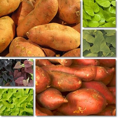 Sweet potato leaves recipe ideas