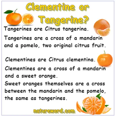 Clementine or tangerine