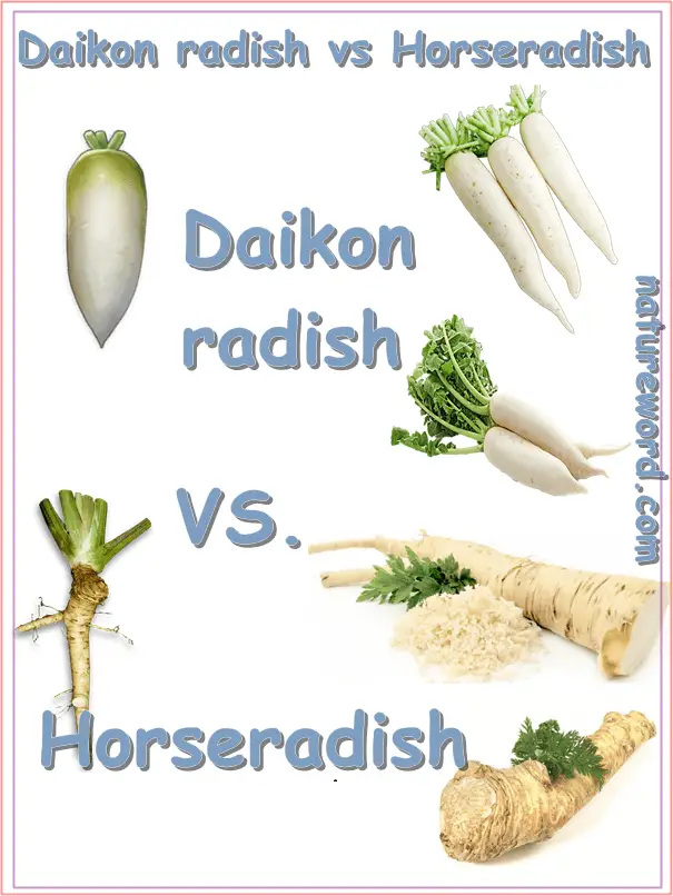 Daikon radish or horseradish