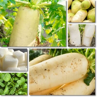 Daikon radish recipes