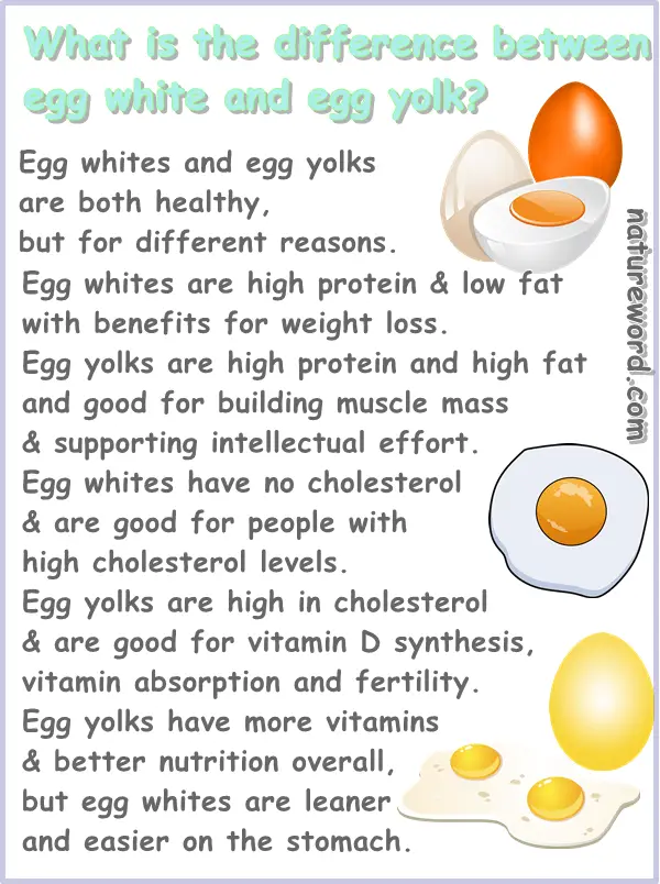 Egg yolk vs egg white