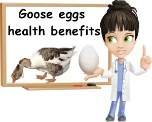 Goose eggs benefits for health