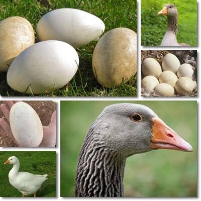 Goose eggs benefits