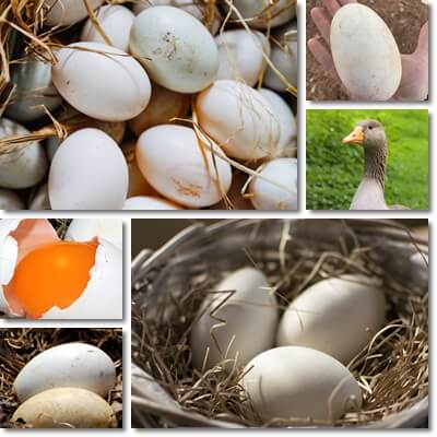 Goose eggs nutrition facts