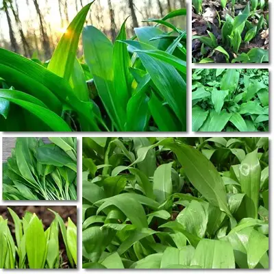 Identify wild garlic