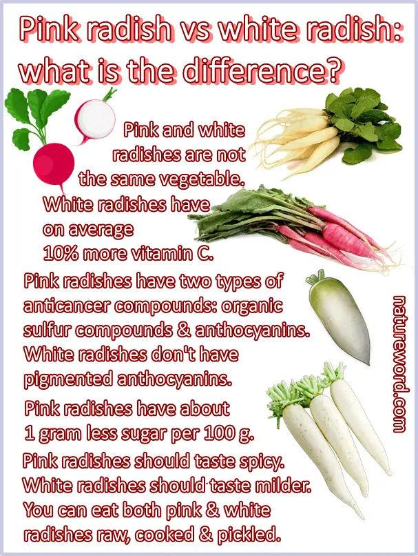 Pink radish vs white radish