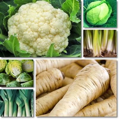 Vegetables in season in March