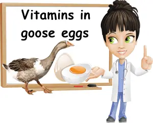 Vitamins in goose eggs