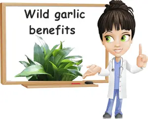 Wild garlic benefits