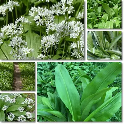 Wild garlic