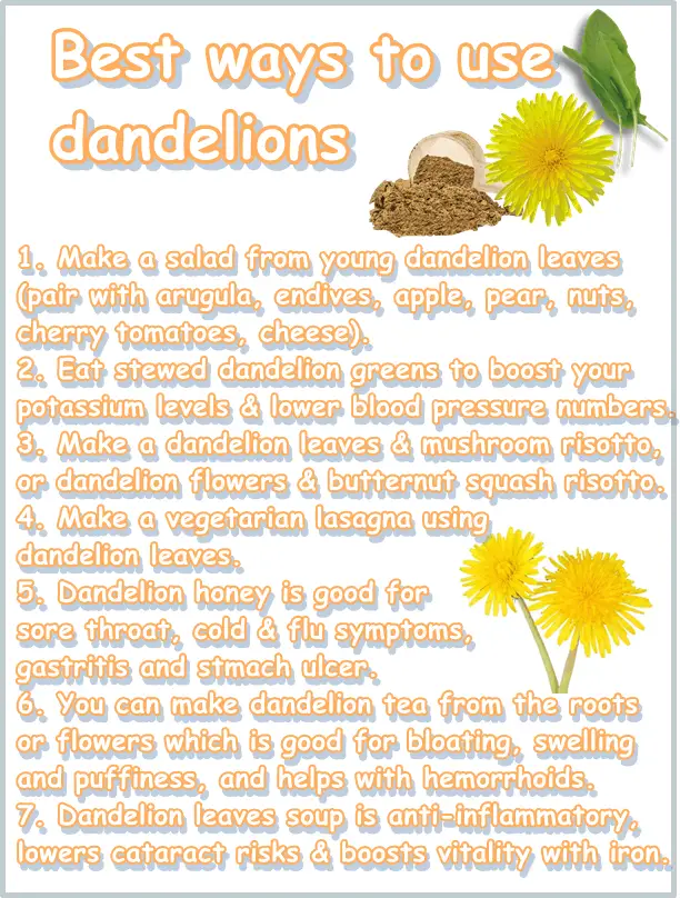 Dandelion benefits and uses