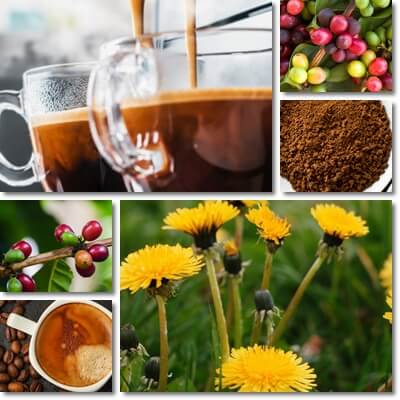 Dandelion coffee vs coffee