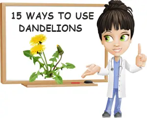 Dandelion uses