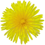 Dandelion flower