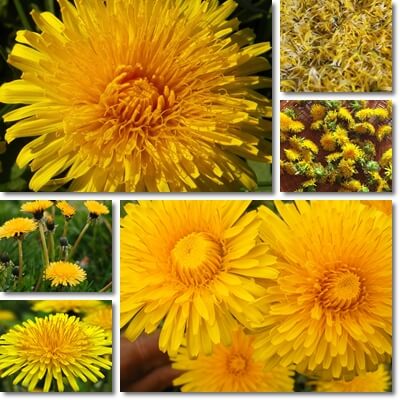 Dandelion flowers benefits