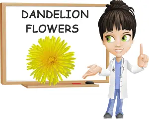 Dandelion flowers benefits