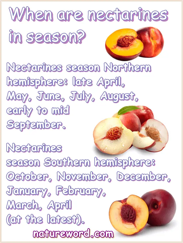 Nectarines season
