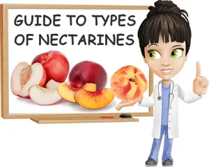 Nectarines types guide