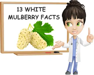 White mulberries facts