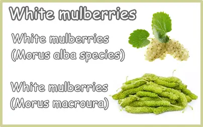 White mulberries types