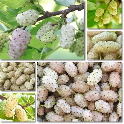 White mulberries