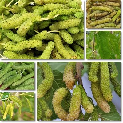 White mulberry long