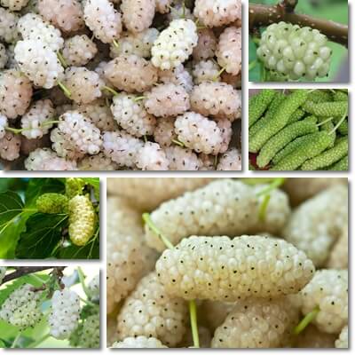 White mulberry