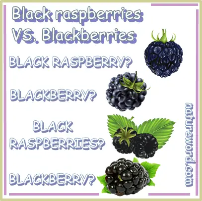Black raspberries vs blackberries