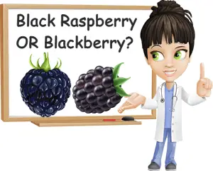 Black raspberry vs blackberry