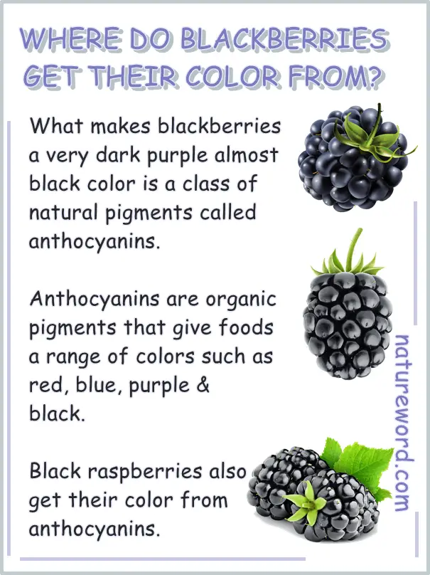Blackberries color