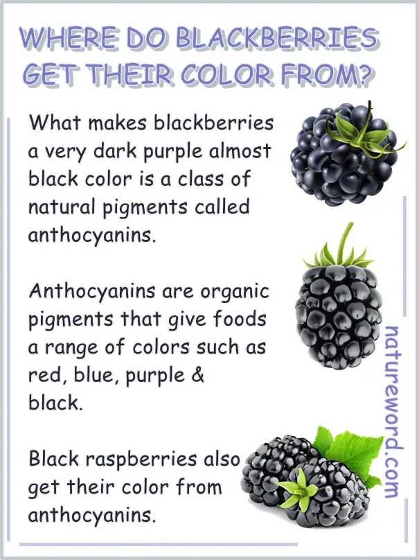 Where Do Blackberries Get Their Color From? (Answered) NatureWord