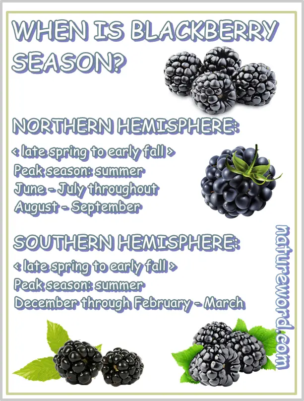 Blackberries season